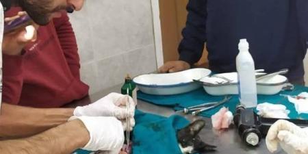 دهستها سيارة.. "طب بيطرى الغربية" ينجح فى إنقاذ قطة صغيرة