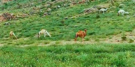 محمية جبل علبة.. لوحة طبيعية جنوب البحر الأحمر تتجلى في موسم الشتاء