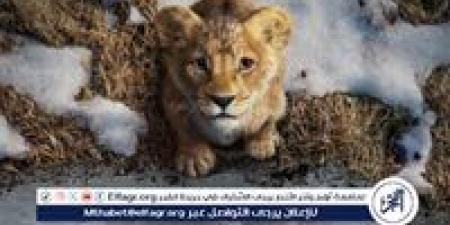 162 ألف جنيه.. إيرادات فيلم الانيميشن Mufasa: The Lion King