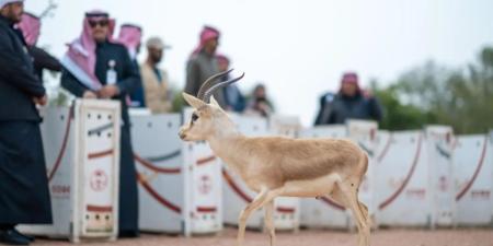 الحياة الفطرية يطلق 10 ظباء ريم في متنزه الزلفي الوطني ضمن جهود الاستدامة البيئية