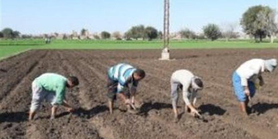 إرشادات زراعة القمح في الأجواء الباردة.. نصائح هامة من مركز معلومات المناخ