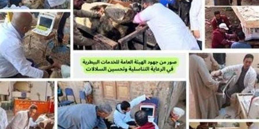 جهود مكثفة للهيئة العامة للخدمات البيطرية لتحسين السلالات