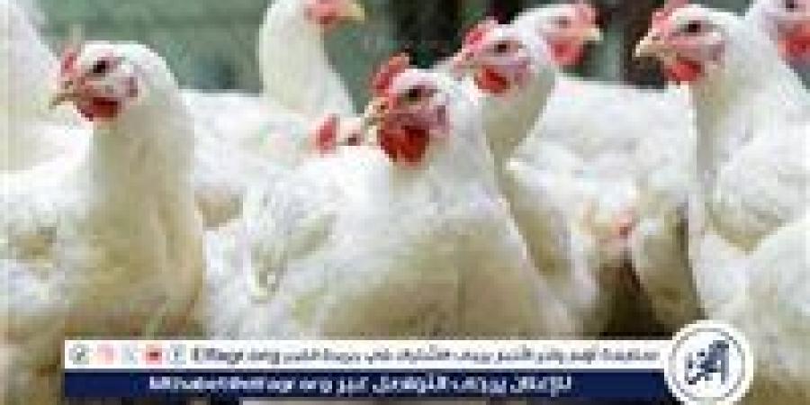 بورصة الدواجن.. أسعار الفراخ البيضاء اليوم 4-12-2024 في قنا