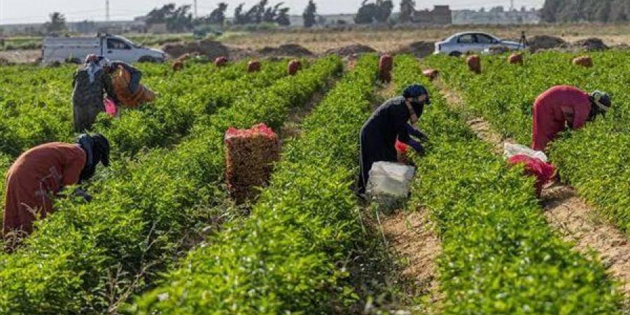 "الزراعة": اصدار 1646 ترخيصًا لأنشطة ومشروعات الثروة الحيوانية خلال ديسمبر الماضي