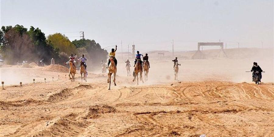 صور| انطلاق بطولة سباق الهجن بإسنا.. ومحافظ الأقصر يوجه بتطوير المضمار