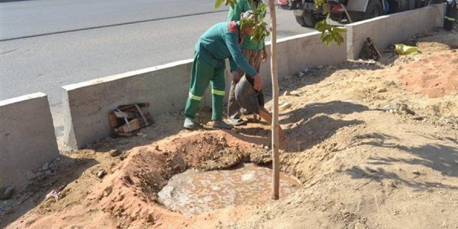 تفاصيل تشجير الطريق الدائري بداية من المقطم في اتجاه الجيزة