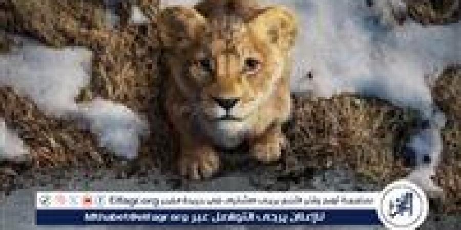 فيلم Mufasa: The Lion King يحقق أكثر من 650 مليون دولار