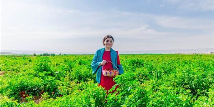 فتيات يجنين المحصول بالزي الفلاحي.. جلسة تصوير لانطلاق مهرجان الطماطم