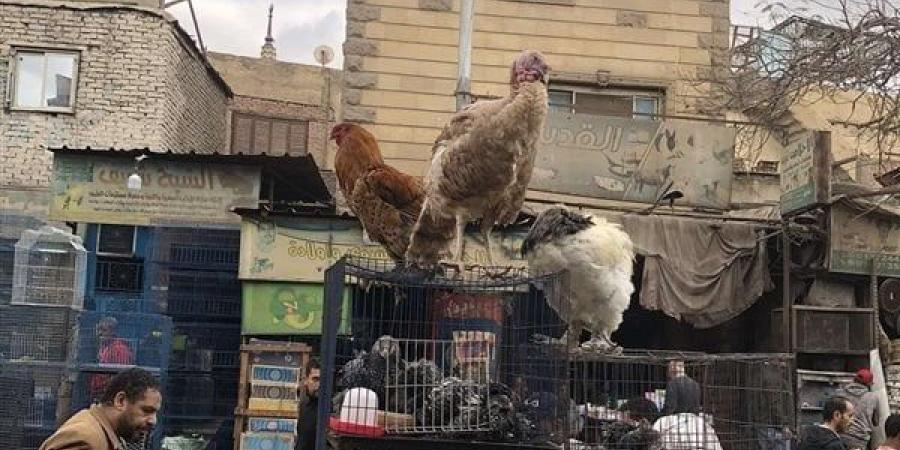 "محدش قادر عليه".. شاهد الديك لهيطة يخطف أنظار زبائن سوق الجمعة (بث مباشر)